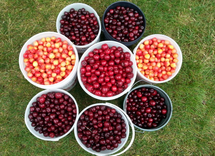 8 buckets of dark sweet cherries, rainier cherries and bing cherries