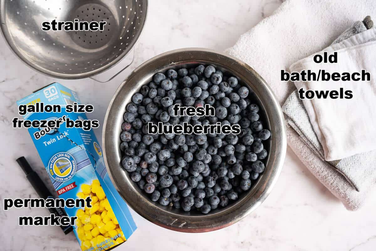 Ingredients and Equipment needed to freeze blueberries: blueberries, strainer, towels, freezer bags, marker.